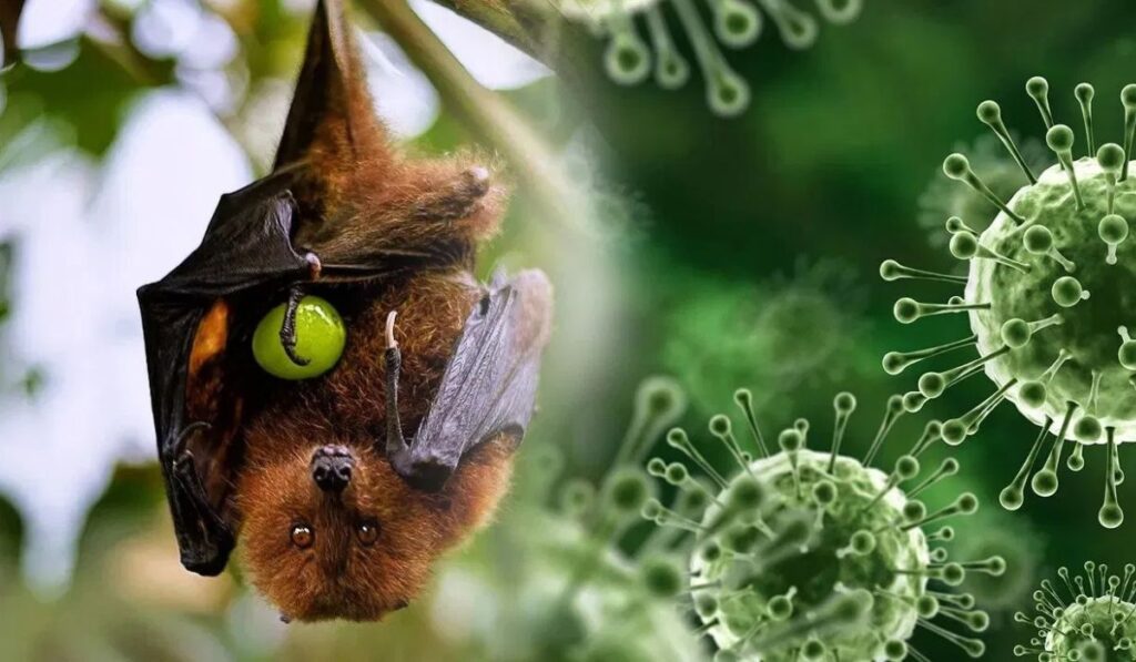 Nipa Virus